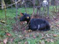 Cabra Preta Montesinho(Raça Autóctone)